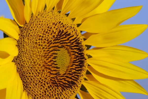 Sarı ayçiçeği — Stok fotoğraf
