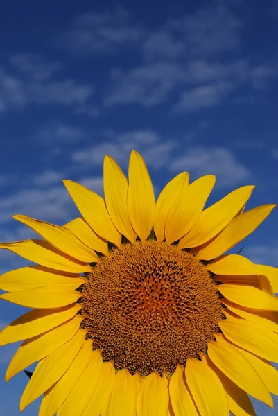 Żółty słonecznik — Zdjęcie stockowe