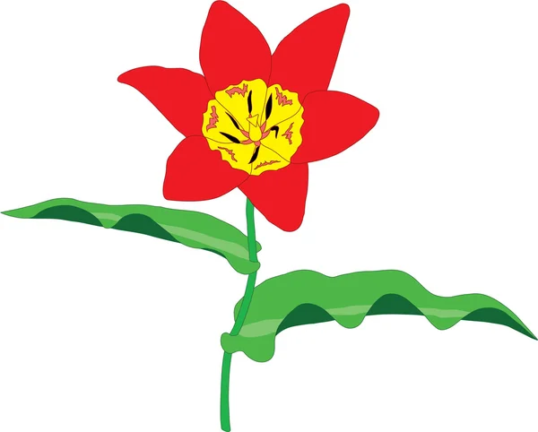 Tulipan — Wektor stockowy