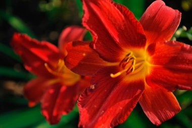 Daylily