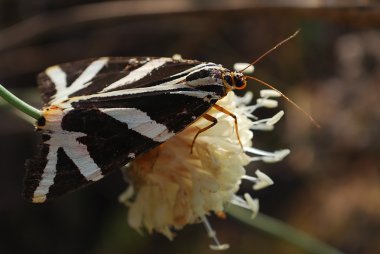 Buterfly