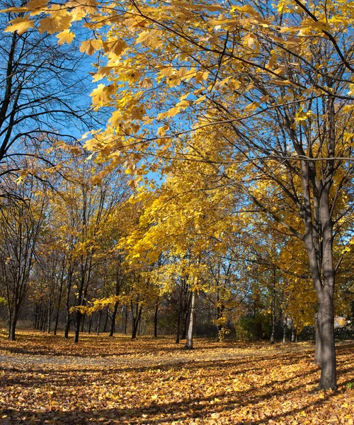 stock image Golden Autumn