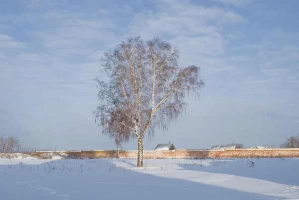 Одинокое дерево зимой — стоковое фото