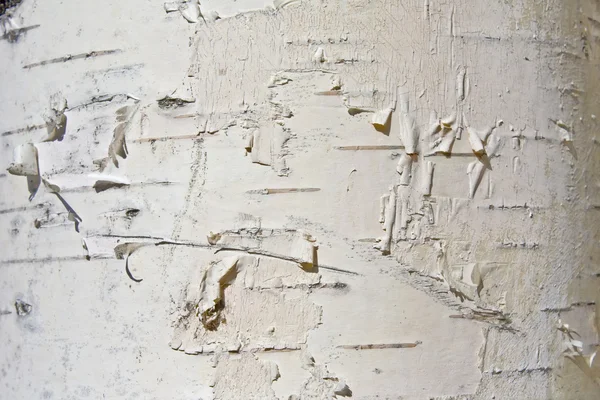 Birch yararlı doğal kabuk