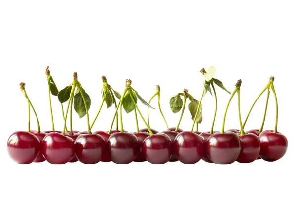 Cherry řádek (cesta, samostatný) — Stock fotografie