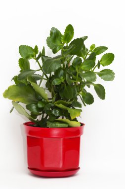 Kalanchoe plant in a flower-pot clipart