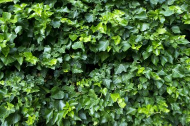 Ivy background clipart