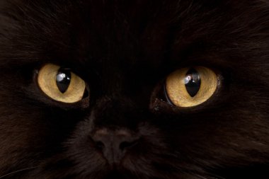 Black Cat clipart