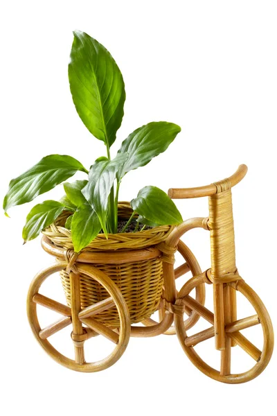 stock image Basket - Tricycle (clipping path)