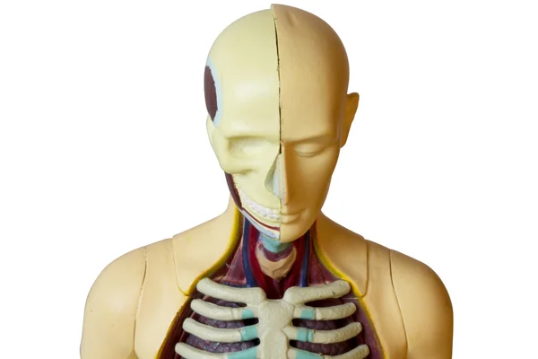 Человеческое тело (изоляция пути обрезки ) — стоковое фото