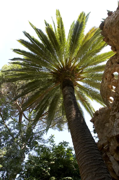 stock image A view to a large tall palm and stoned wall