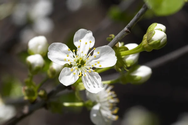 stock image Blossoming