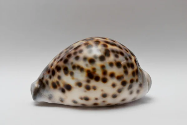 Sea shell — Stock Photo, Image