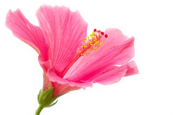 Rózsaszín hibiszkusz — Stock Fotó
