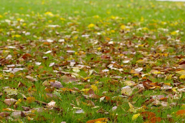 Autumn carpet — Stock Photo, Image