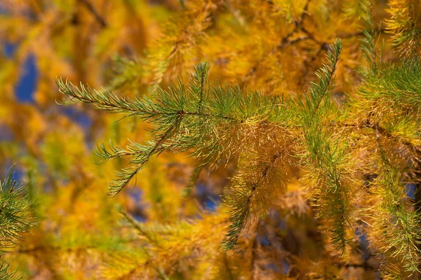 Stock image Autumn background