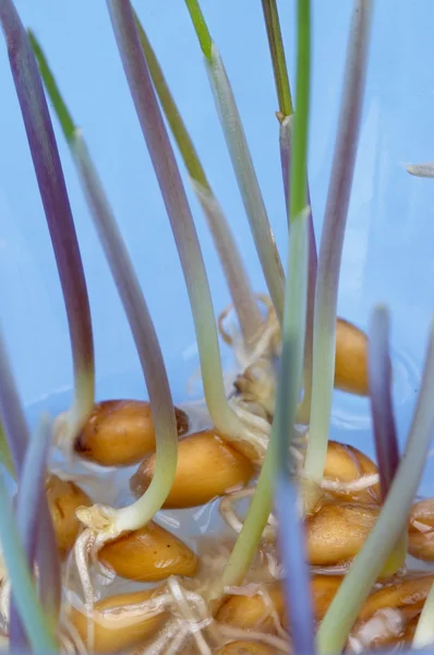 Wheat sprouts — Stock Photo, Image