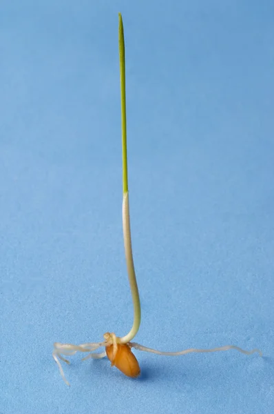 Tarwe sprout — Stockfoto