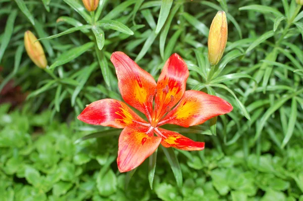 Orange Lilies — Stock Photo, Image