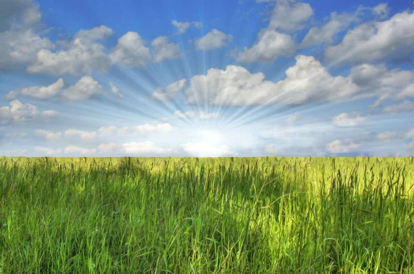 Groen gras tegen de blauwe lucht — Stockfoto