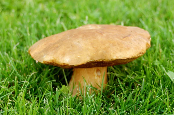 stock image Mushroom in the grass