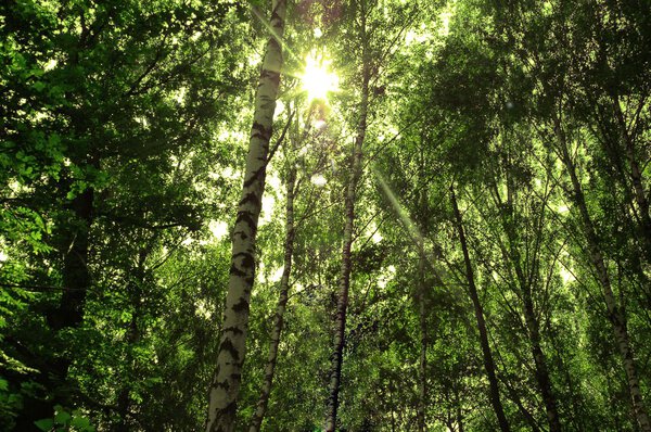 Sunlight in trees of green summer forest