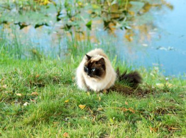 mavi gözlü kedi güzel natu karşı