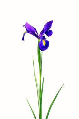 çiçek iris
