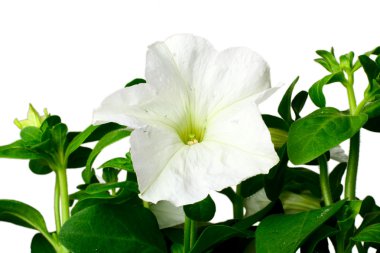 Petunia flower clipart