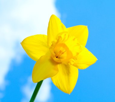 Yellow Daffodil clipart