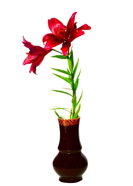 Красная Лили — стоковое фото