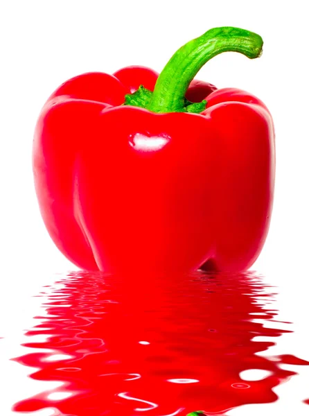 Roter Paprika in Wasser isoliert — Stockfoto