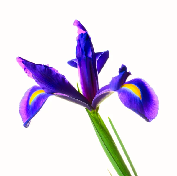 Iris de flores — Foto de Stock