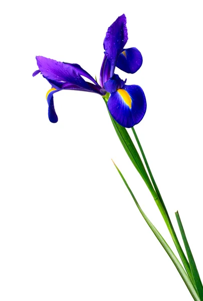 Iris de flores — Foto de Stock