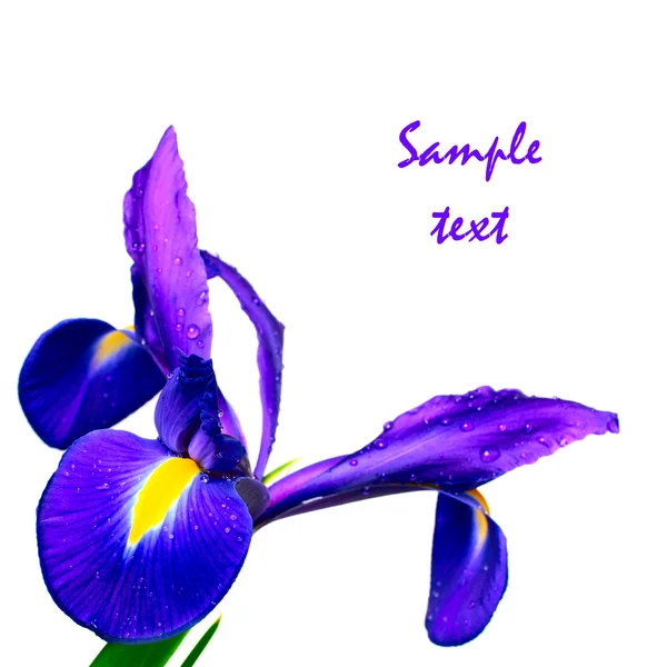 Blume Iris — Stockfoto