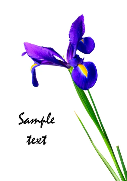 Blume Iris — Stockfoto