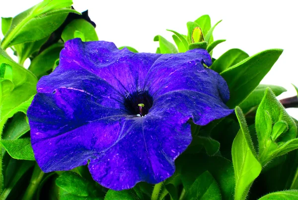 Petunia flower — Stock Photo, Image