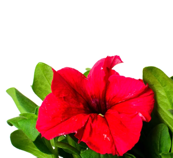 Flor de Petúnia — Fotografia de Stock