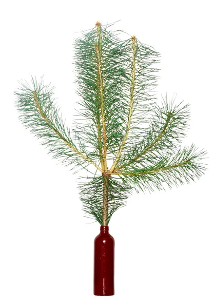 Pine branch Stock Picture