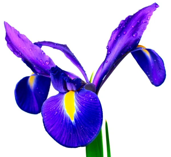 Blomma iris Royaltyfria Stockfoton