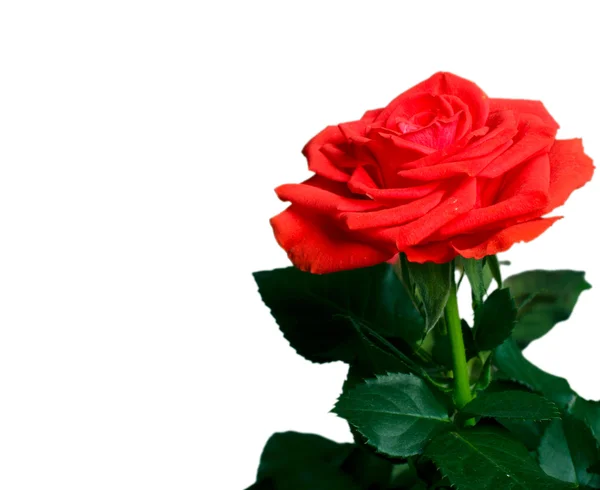 Vackra röda rosor Stockbild