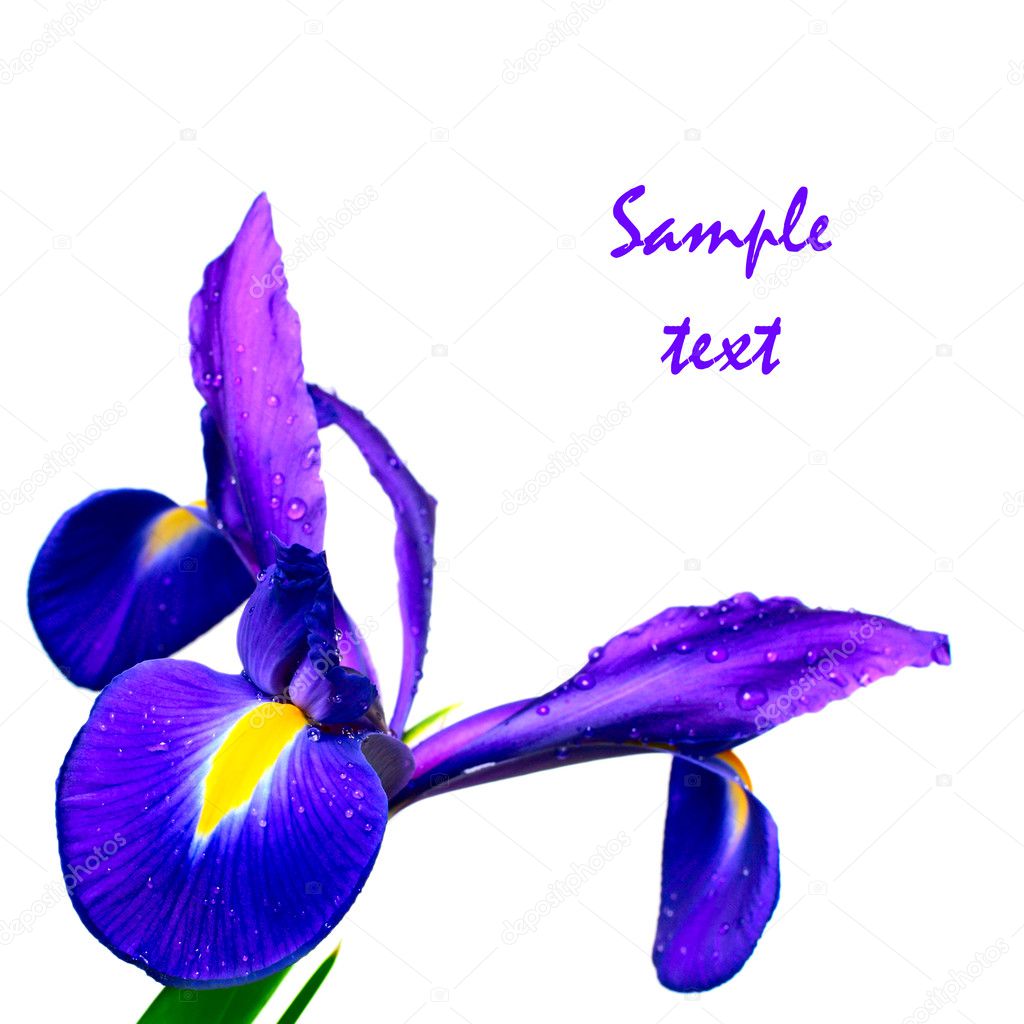 Flower iris