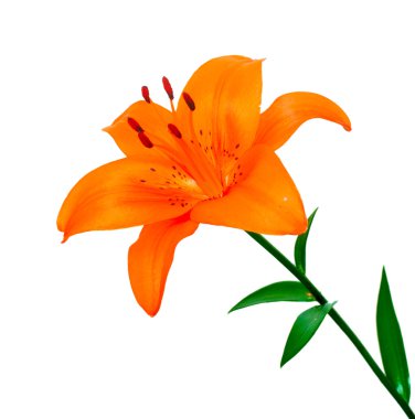 Lily isolated clipart