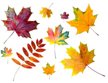 Autumn colored leaves clipart