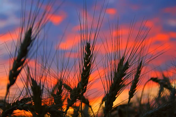 Пшеница против неба Лицензионные Стоковые Изображения