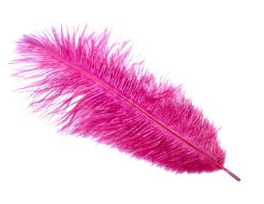 Pink feather clipart