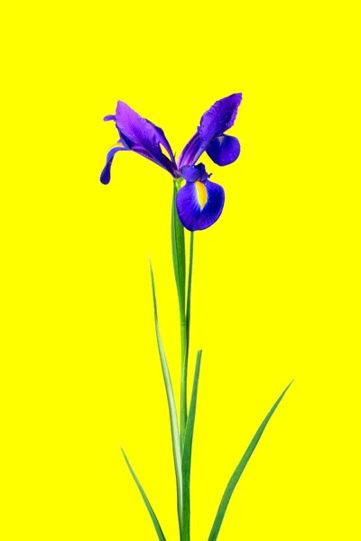 Flower iris — Stock Photo, Image