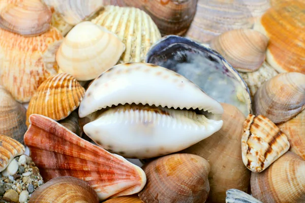 Seashells baggrund - Stock-foto