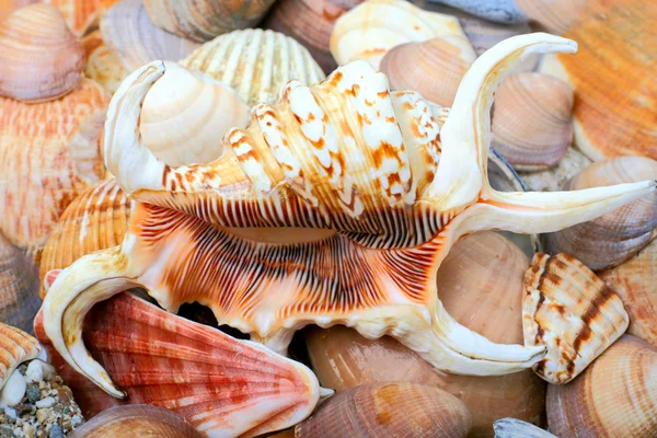 Seashells baggrund - Stock-foto