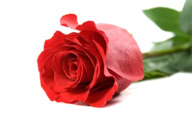 Red rose clipart